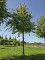 Afbeelding Koningslinde - Tilia x europaea 'Pallida'