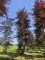 Afbeelding Rode beuk als solitair - Fagus sylvatica 'Atropunicea'