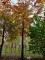 Afbeelding Rode beuk - Fagus sylvatica 'Atropunicea'