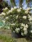 Afbeelding Rododendron met wit-roze bloei - Rhododendron 'Cunningham's White'