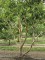 Afbeelding Zevenzonenboom - Heptacodium miconoides