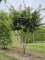 Afbeelding Perzisch IJzerhout - Parrotia persica