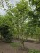 Afbeelding Speelboom,  klimboom, vogelboom, - Carpinus betulus