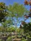 Afbeelding Valse Christusdoorn - Gleditsia  triacanthos ‘Sunburst’