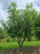 Afbeelding Laurierkers - Prunus laurocerasus 'Rotundifolia'