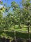 Afbeelding Walnoot - Juglans regia 'Broadview''
