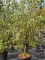 Afbeelding Japanse grootbloemige kornoelje - Cornus kousa 'Weisse Fontaine'