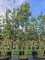 Afbeelding Steeneik - Quercus ilex