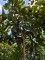 Afbeelding Groenblijvende magnolia - Magnolia grandiflora 'Galissoniere'