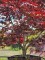Afbeelding Japanse esdoorn Fireglow - Acer palmatum 'Fireglow'