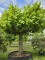 Afbeelding Amerikaanse grootbladige Linde - Tilia americana 'Nova'