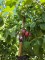 Afbeelding Pruim 'Victoria' - Prunus domestica 'Reine Victoria'