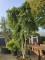 Afbeelding Japanse Esdoorn - Acer palmatum 'Ryusen'