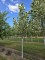 Afbeelding Tulpenboom 'Snowbird' - Liriodendron tulipifera 'Snowbird'