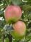 Afbeelding Gala handappel - Malus domestica 'Gala'