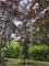 Afbeelding Rode beuk - Fagus sylvatica 'Atropunicea'