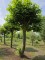 Afbeelding Plataan - Platanus hispanica