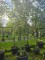 Afbeelding Winterlinde meerstam - Tilia cordata