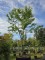 Afbeelding Valse Christusdoorn - Gleditsia triachantos 'Sunburst'