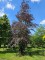 Afbeelding Rode beuk - fagus sylvatica 'Atropunicea'