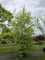 Afbeelding Groene beuk, vogelboom met mooie vertakking - Fagus sylvatica