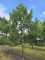 Afbeelding Oostenrijkse den - Pinus nigra 'Nigra'