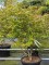 Afbeelding Groenbladige Japanse esdoorn - Acer palmatum