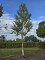 Afbeelding Witte berk (Doorenbos) - Betulus utilis Doorenbos (Jacquemontii)