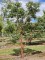 Afbeelding Papieresdoorn - Acer griseum