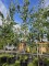 Afbeelding Zilverlinde - Tilia tomentosa 'Brabant'
