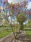 Afbeelding Magnolia - Magnolia Susan