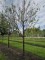 Afbeelding Mahonie bruine Tibetaanse sierkers - Prunus serrula