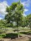 Afbeelding Japanse esdoorn boomvorm - Acer palmatum