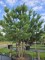 Afbeelding Grove Den , Vlieg Den - Pinus sylvestris
