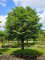 Afbeelding Kleinbladige winterlinde - Tilia cordata 'Böhlje'