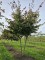 Afbeelding Perzisch ijzerhout - Parrotia persica