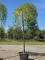 Afbeelding Treurende Japanse Honingboom - Sophora Japonica 'Pendula'