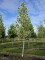 Afbeelding Tulpenboom 'Snowbird' - Liriodendron tulipifera 'Snowbird'