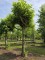 Afbeelding Plataan - Platanus hispanica