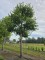 Afbeelding Hollandse Linde - Tilia x Europaea