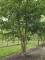 Afbeelding Reuzen Kornoelje - Cornus controversa