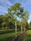 Afbeelding Zwarte noot - Juglans Nigra