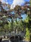 Afbeelding Halfstam roodbladige slaapboom - Albizia julibrissin 'Summer Chocolate'